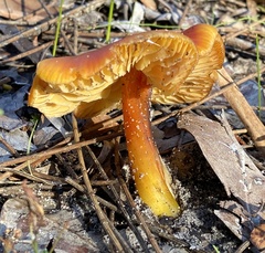 Hygrocybe polychroma