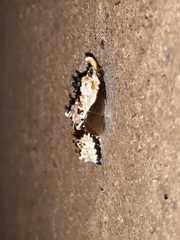 Mylothris agathina agathina