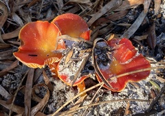 Hygrocybe polychroma