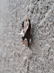 Mylothris agathina agathina