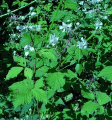 Rubus lindleianus