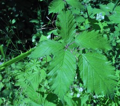 Rubus lindleianus