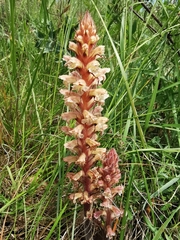 Orobanche amethystea amethystea