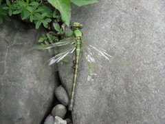Ophiogomphus rupinsulensis