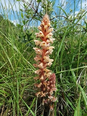 Orobanche amethystea amethystea