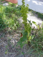 Rumex crispus
