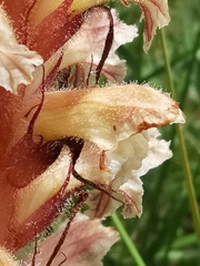 Orobanche amethystea amethystea