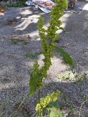 Rumex crispus