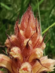 Orobanche amethystea amethystea