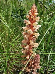 Orobanche amethystea amethystea