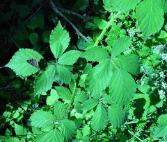 Rubus lindleianus