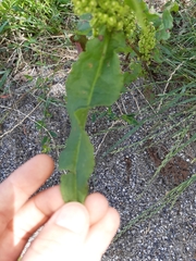Rumex crispus