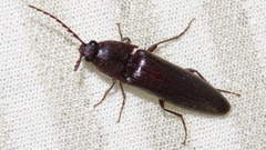 Melanotus castanipes