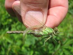 Ophiogomphus rupinsulensis
