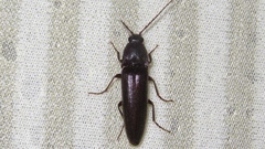 Melanotus castanipes