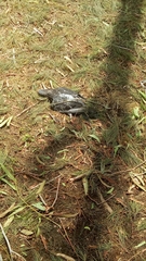 Columba livia domestica