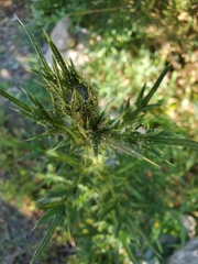 Cirsium