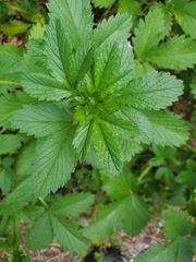 Cirsium