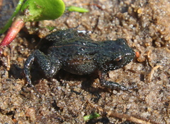 Arthroleptella draconella