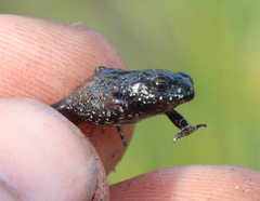 Arthroleptella draconella