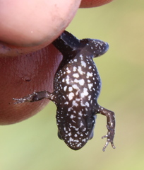Arthroleptella draconella