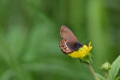 Coenonympha hero