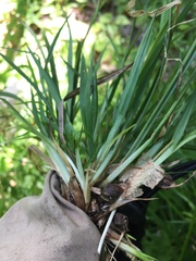 Carex leptonervia