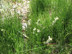 Stackhousia aspericocca