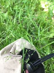 Poa alsodes