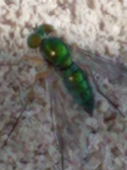 Dolichopodidae