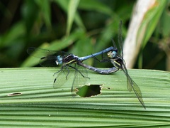 Dasythemis mincki