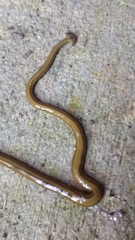 Diversibipalium multilineatum