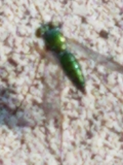 Dolichopodidae