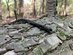 Plethodon cylindraceus