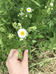 Erigeron annuus