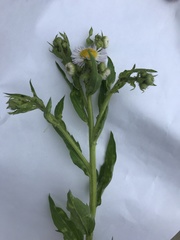 Erigeron annuus