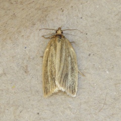 Clepsis clemensiana