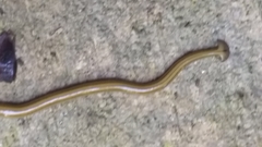 Diversibipalium multilineatum