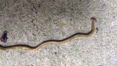 Diversibipalium multilineatum