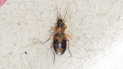 Badister neopulchellus