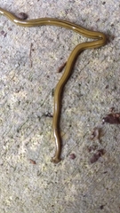 Diversibipalium multilineatum