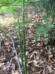 Equisetum hyemale