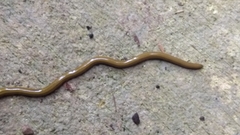 Diversibipalium multilineatum