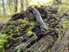 Plethodon cylindraceus