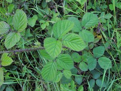 Rubus newbouldii
