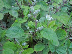 Rubus newbouldii