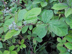 Rubus newbouldii