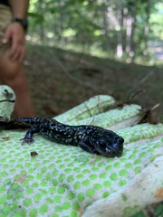 Plethodon cylindraceus