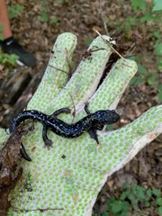 Plethodon cylindraceus