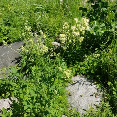 Thalictrum flavum